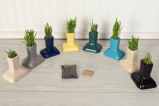 Miaustore Cat Gras Cups with soil and seeds